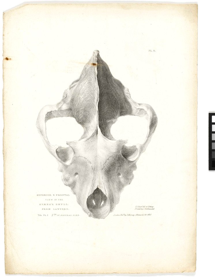 'Superior and Frontal View of the Hyaena's Skull from Lawford' RMG PY6222