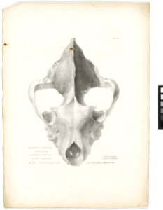 'Superior and Frontal View of the Hyaena's Skull from Lawford' RMG PY6222