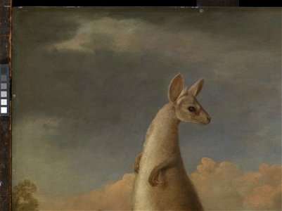 'The Kongouro from New Holland' (Kangaroo) RMG L6685-005