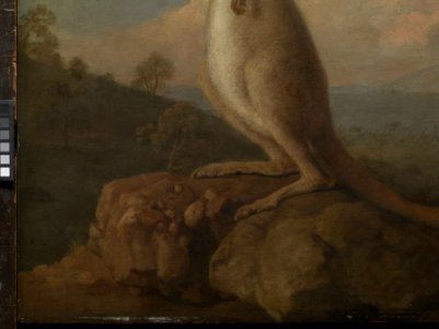 'The Kongouro from New Holland' (Kangaroo) RMG L6685-008