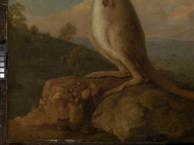 'The Kongouro from New Holland' (Kangaroo) RMG L6685-004