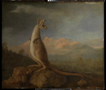'The Kongouro from New Holland' (Kangaroo) RMG L6685-003