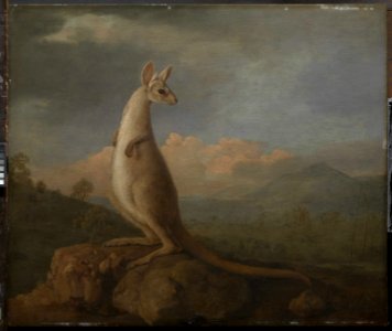'The Kongouro from New Holland' (Kangaroo) RMG L6685-002
