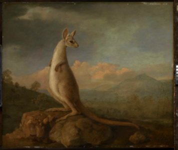 'The Kongouro from New Holland' (Kangaroo) RMG L6685-001