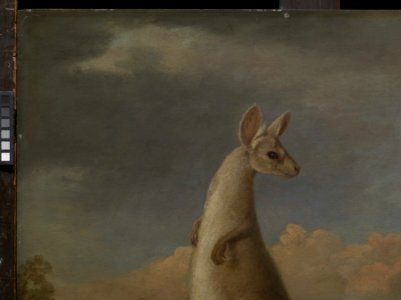 'The Kongouro from New Holland' (Kangaroo) RMG L6685-009