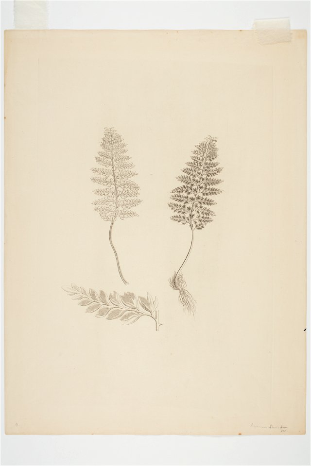 Asplenium terrestre (48753400283)