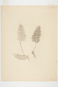 Asplenium terrestre (48753400283)