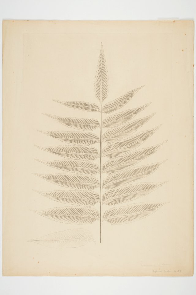 Asplenium oblongifolium (48752698293)