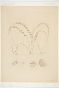 Asplenium flabellifolium (48752538028)
