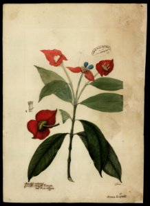 (Acuty-namý), da Coleção Brasiliana Iconográfica