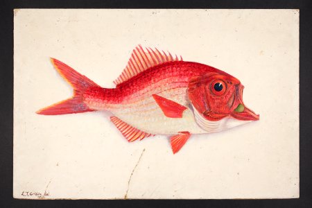 Austroberyx affinis. (48753505346)