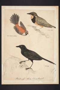 Birds of San Christoval (48753148131)