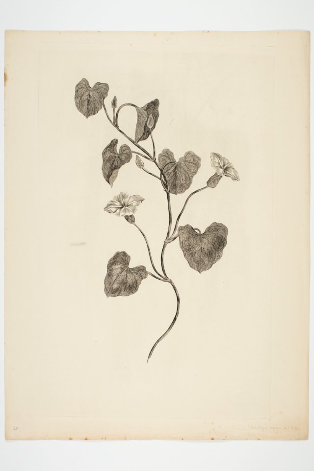 Calystegia sepium (48752987743)
