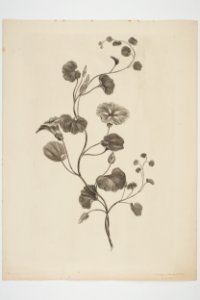 Calystegia soldanella (48752322793)