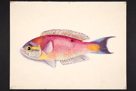 Callanthias splendens Griffin 1920. (48752675931)