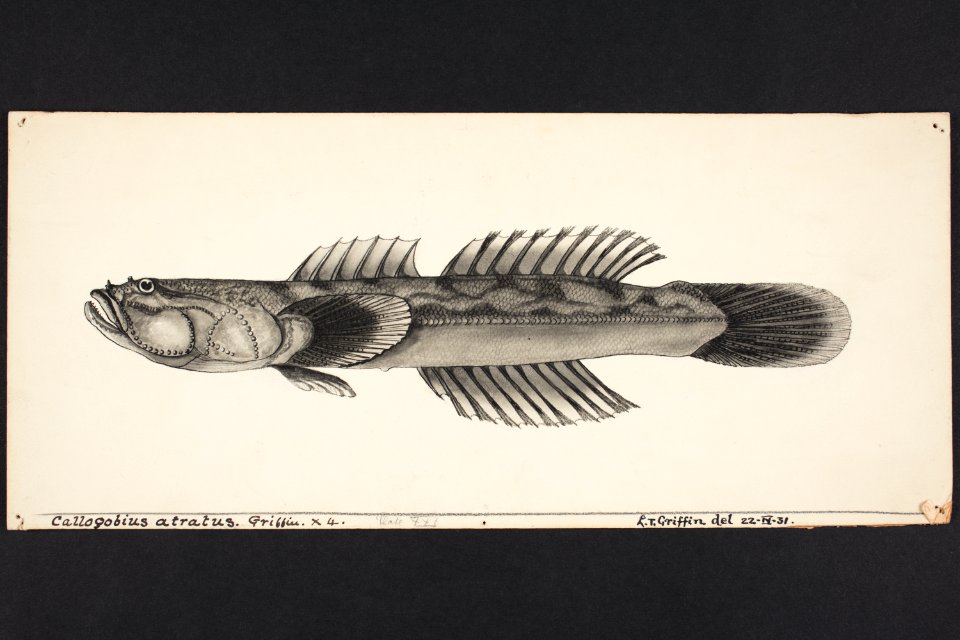 Calogobius atratus. Griffin. (48753440462)
