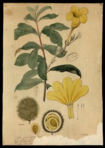 (Alamanda cathartica, L.)., da Coleção Brasiliana Iconográfica