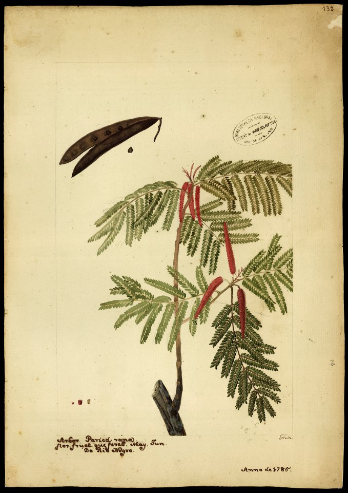 (Acacia), da Coleção Brasiliana Iconográfica