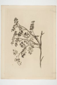 Apium prostratum (48753207018)