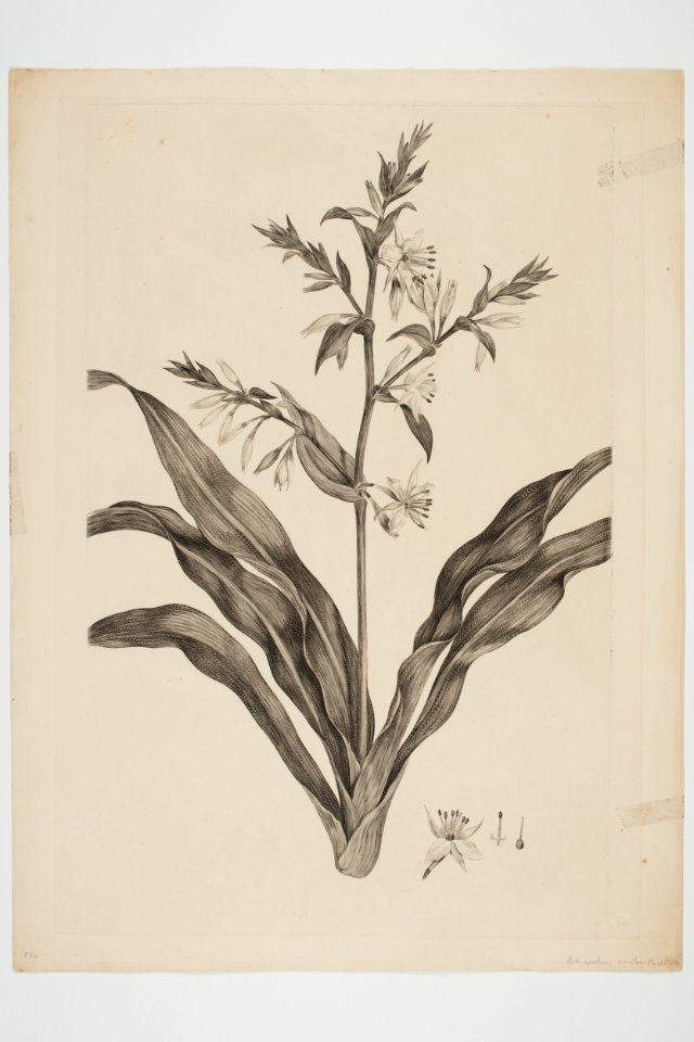 Arthropodium cirratum (48752147718)