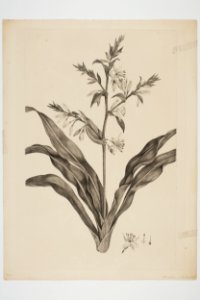 Arthropodium cirratum (48752147718)