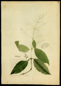 (Amaranthaceae) (1), da Coleção Brasiliana Iconográfica