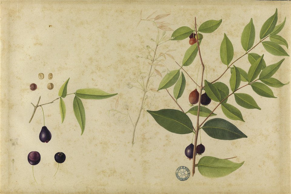(Ameixeira, da Coleção Brasiliana Iconográfica