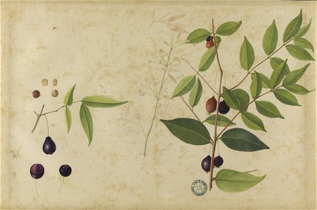 (Ameixeira, da Coleção Brasiliana Iconográfica