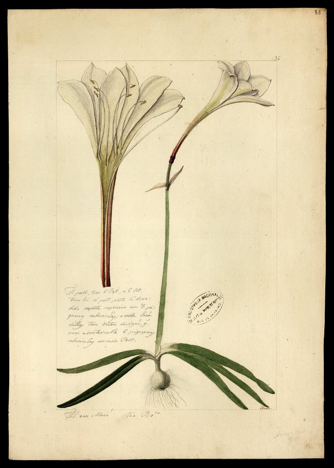 (Amaryllis) (1), da Coleção Brasiliana Iconográfica