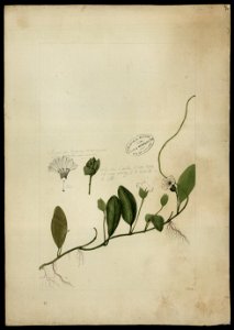 (Aniseia martinicensis), da Coleção Brasiliana Iconográfica
