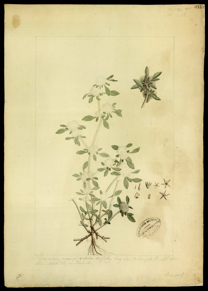 (Alternanthera) (2), da Coleção Brasiliana Iconográfica