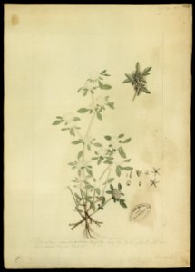 (Alternanthera) (2), da Coleção Brasiliana Iconográfica