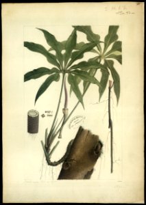 (Anthurium), da Coleção Brasiliana Iconográfica