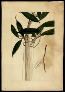 (Aroidea) (2), da Coleção Brasiliana Iconográfica