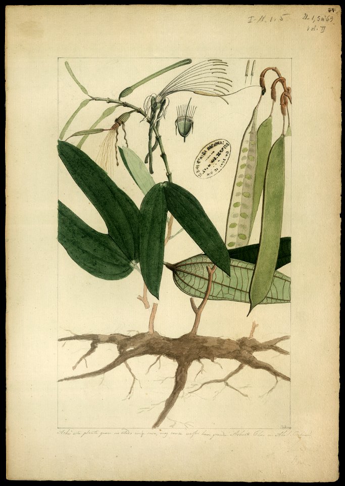(Banhinia, Linn.), da Coleção Brasiliana Iconográfica