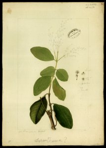 (Amaranthaceae) (2), da Coleção Brasiliana Iconográfica