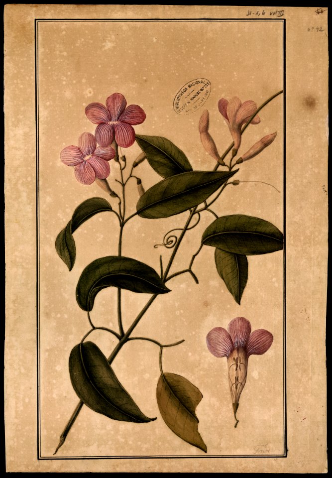 (Bignomiacea) (1), da Coleção Brasiliana Iconográfica
