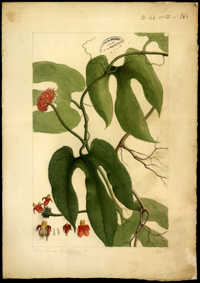 (Anguria, Sp.), da Coleção Brasiliana Iconográfica