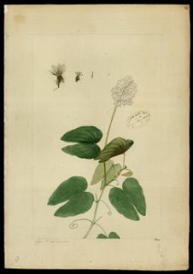 (Bauhinia longipetala, Benth.)., da Coleção Brasiliana Iconográfica