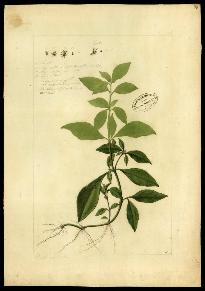 (Alternanthera) (1), da Coleção Brasiliana Iconográfica