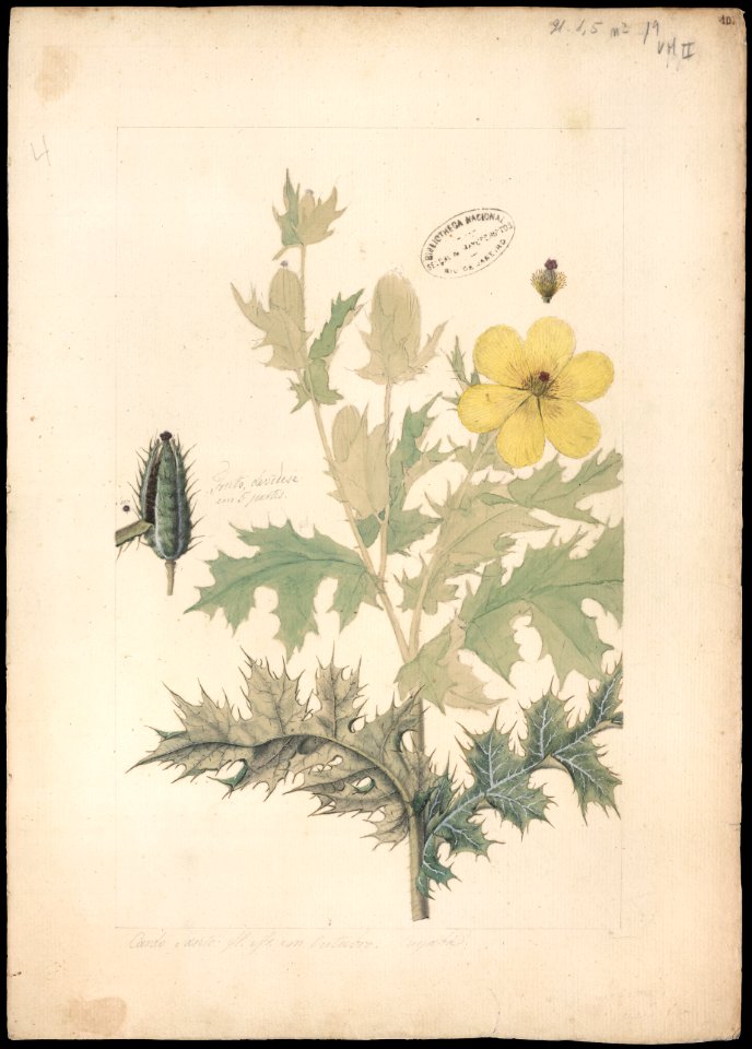 (Argemone mexicana, Linn.), da Coleção Brasiliana Iconográfica