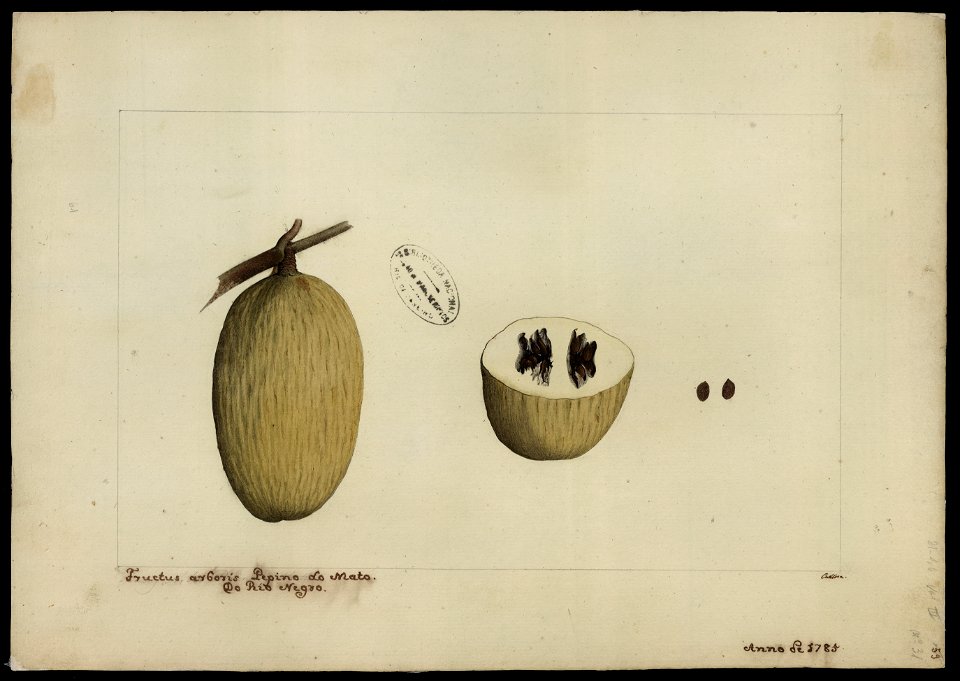 (Ambelania tenuiflora, Aubl.)., da Coleção Brasiliana Iconográfica
