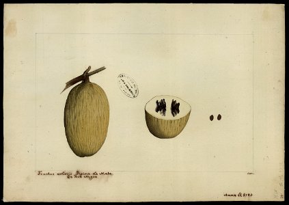 (Ambelania tenuiflora, Aubl.)., da Coleção Brasiliana Iconográfica