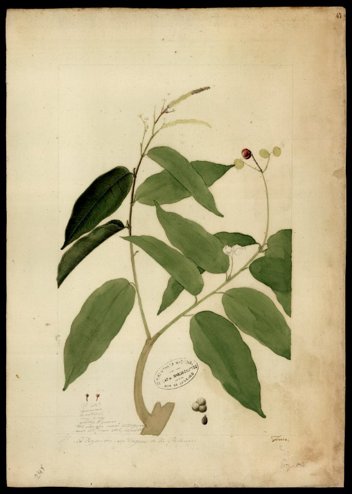 (Alchornea), da Coleção Brasiliana Iconográfica