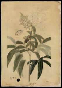 (Anacardiaceae), da Coleção Brasiliana Iconográfica
