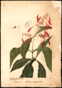 (Calycophyllun), da Coleção Brasiliana Iconográfica