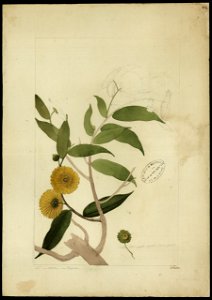 (Asteranthus brasiliensis, Resf.), da Coleção Brasiliana Iconográfica