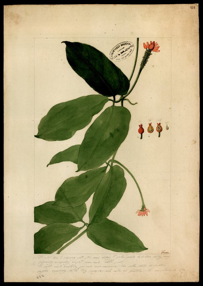 (Anguria) (2), da Coleção Brasiliana Iconográfica