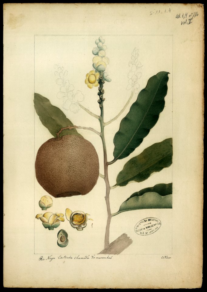 (Bertholletia excelsea), da Coleção Brasiliana Iconográfica