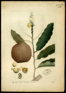 (Bertholletia excelsea), da Coleção Brasiliana Iconográfica